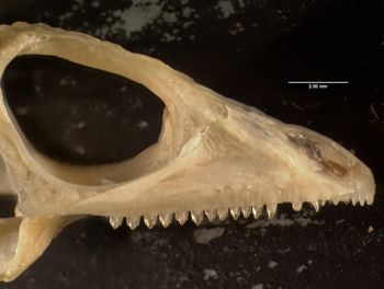 Media type: image;   Herpetology R-131830